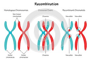 Chromosomal Recombination Vector Presentation Slide