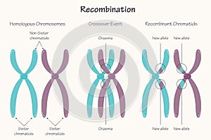 Chromosomal Recombination Vector Presentation Slide