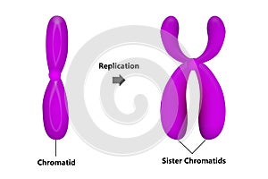 Chromosomal replication during the interphase photo