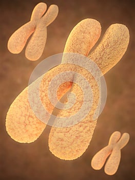 Chromosome photo