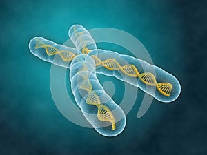 Chromosome