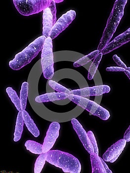 Chromosome
