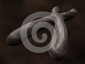 Chromosome