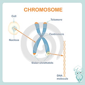 Chromosome, DNA, telomeres are protective caps on the end of chromosomes, cell