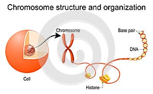 Chromosome structure and organization photo