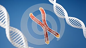 Chromosome and telomere with DNA helix blue background