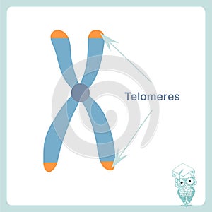 Chromosome telomeres banner. Stock vector illustration for healthcare, for education