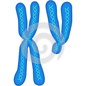 Chromosome vector biology x and y dna cell icon photo