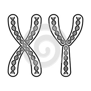 Chromosome X and Y Set on White Background. Vector photo