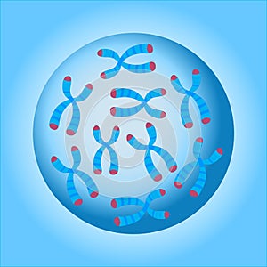 Chromosomes Cell Nucleus