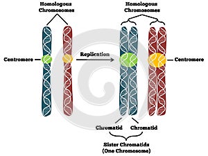 Chromosomes photo