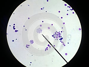 Chromosomes of a laboratory mouse