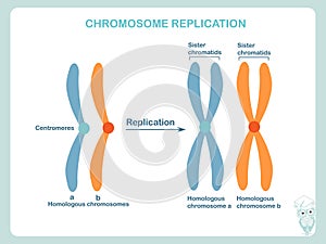 Chromosomes replication scheme in blue and orange colour. Design element stock vector illustration