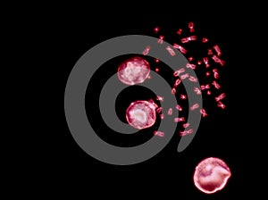 Chromosomes under fluorescence microscope, red colored Human chromosomes from blood