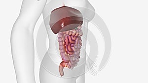 Chronic mesenteric is the reduction of blood flow as a result of narrowing of the main vessel feeding the intestines.