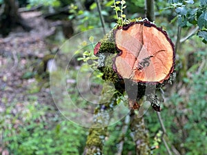 Felled Oak: The Blurred Edges of Life and Death in Nature's Timbered Tapestry of Concentric Histories photo