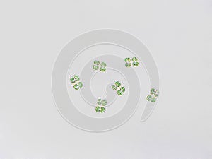 Chroococcus sp. algae under microscopic view, Green algae