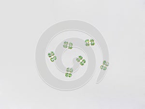 Chroococcus sp. algae under microscopic view, cyanobacteria