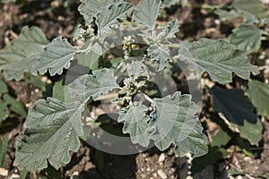 Chrozophora tinctoria close up