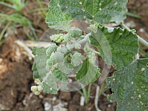 Chrozophora tinctoria commonly known as dyer`s croton, giradol or turnsole