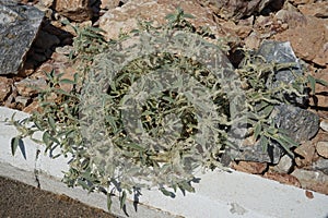 Chrozophora tinctoria subsp. obliqua grows in September. Rhodes Island, Greece