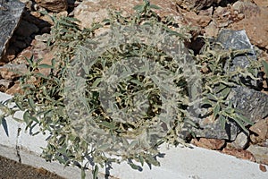 Chrozophora tinctoria subsp. obliqua grows in September. Rhodes Island, Greece