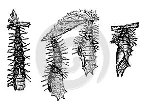 Chrysalides of the Small Tortoise shell Butterfly Freeing Themselves from the Caterpillar Skin vintage illustration