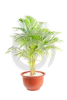 Chrysalidocarpus lutescens