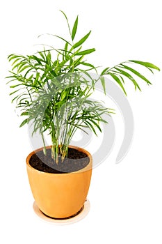 Chrysalidocarpus lutescens palm tree