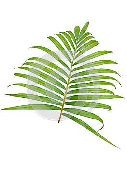 Chrysalidocarpus lutescens (Yellow Palm) leaf.