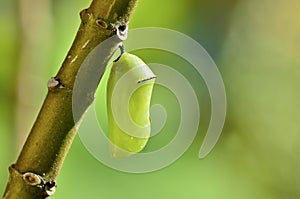 Chrysalis photo