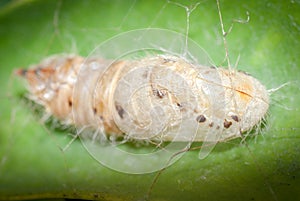 A chrysalis