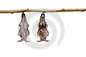 chrysalis of Black-veined sergeant butterfly & x28; Athyma r