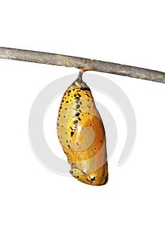 Chrysalis of butterfly