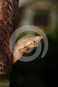 Chrysalis of butterfly hanging