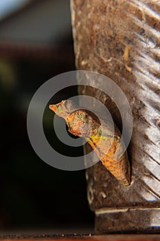 Chrysalis of butterfly hanging