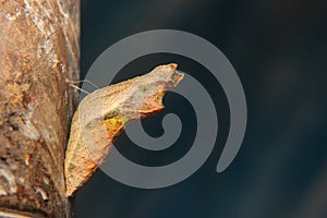 Chrysalis of butterfly hanging