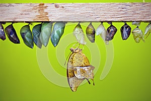 Chrysalis photo