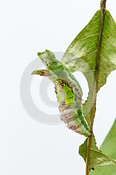 Chrysalis of commander butterfly on leaf