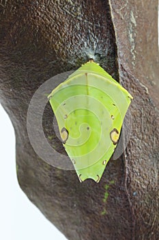 Chrysalis of the Commom Gaudy Baron butterfly Euthalia lubenti