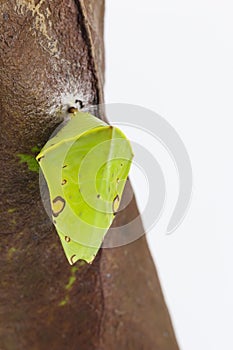 Chrysalis of the Commom Gaudy Baron butterfly Euthalia lubenti photo