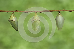Chrysalis of Common Archduke buttterfly Lexias pardalis jadeit photo