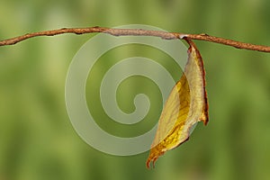 Chrysalis of common maplet butterfly hanging on twig