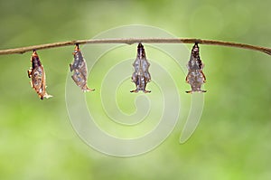 Chrysalis of emerged Black-veined sergeant butterfly & x28; Athyma ra