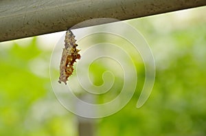 Chrysalis hanging on aluminum clothes line in garden