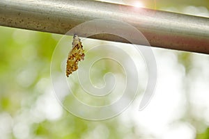 Chrysalis hanging on aluminum clothes line in garden