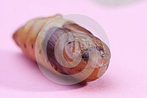 Chrysalis Larval food of Asians