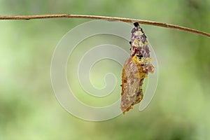 Chrysalis of Leopard lacewing butterfly Cethosia cyane euanthe