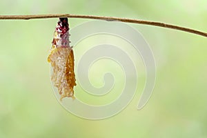 Chrysalis of Leopard lacewing butterfly Cethosia cyane euanthe