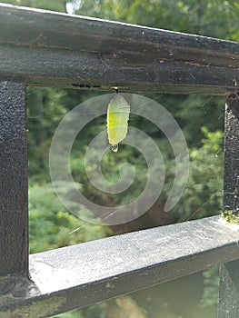 Chrysalis and Metamorphosis, Butterfly Cocoon hanging from a metal guard rail with some spider webs and a drop of water